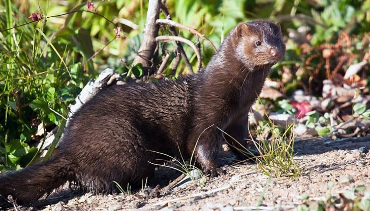 Случаите са били засечени след изследвания, направени в периода 8 юни - 18 октомври