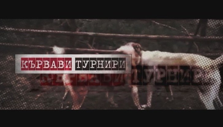 Проверки за нелегално организирани кучешки боеве има още в Русе, Шумен, Варна и Перник
