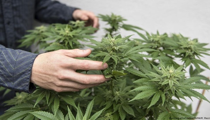 На хората ще бъде позволено да отглеждат по шест растения на човек у дома за собствена консумация