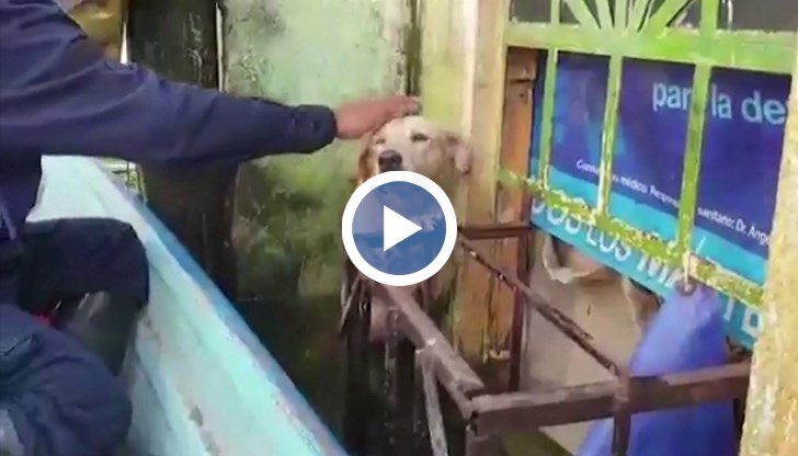 Трогателна спасителна операция