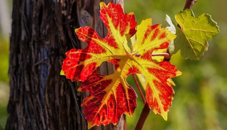 Температурите ще стигнат 15-тина градуса Температурите ще стигнат 15-тина градуса