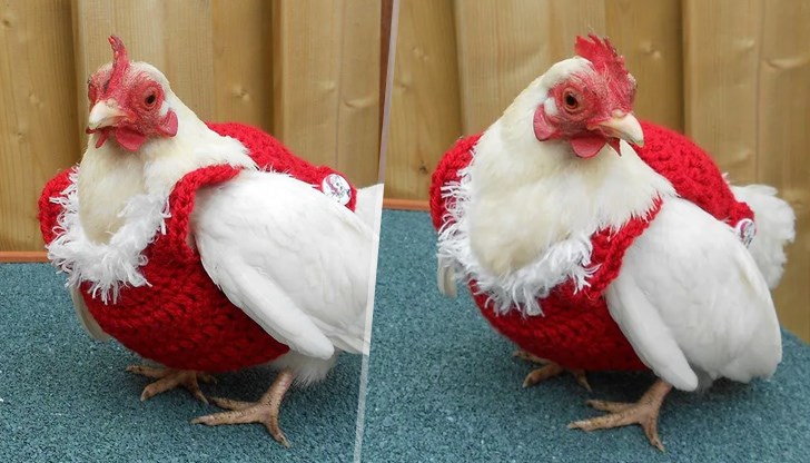 Тематичното предложение идва от онлайн магазина Енимъл, фън енд фешън