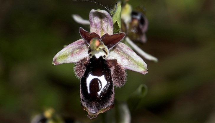 Търговията с ценните видове се е осъществявала онлайн Търговията с ценните видове се е осъществявала онлайн
