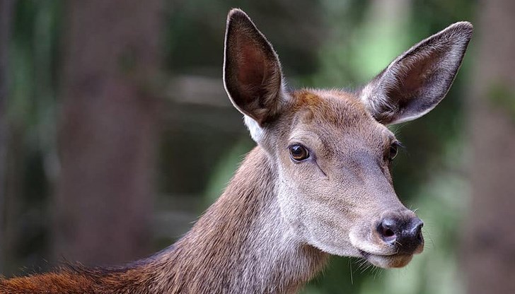 На мястото на произшествието е пристигнала полиция На мястото на произшествието е пристигнала полиция