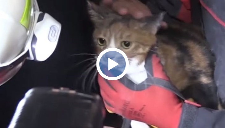 Кучето завело спасителен отряд на място, където котката била останала затрупана в продължение на 30 часа