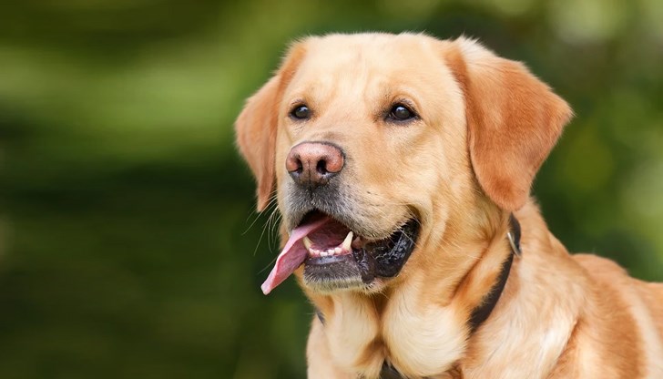 Има още една причина те да са най-добрият приятел на човека