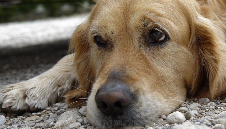 Освен със затвор мъчителите ще бъдат наказвани и с глоба между 5000 и 15000 евро Освен със затвор мъчителите ще бъдат наказвани и с глоба между 5000 и 15000 евро