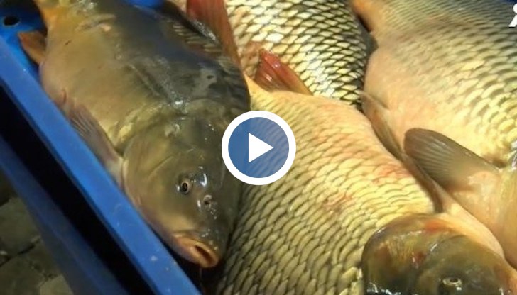 След силния есенен риболов се очаква освен традиционния шаран на трапезата за Никулден, да има и прясна морска риба