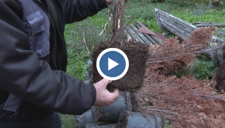 Проектът за озеленяване е за милиони. Прокуратурата започна проверка