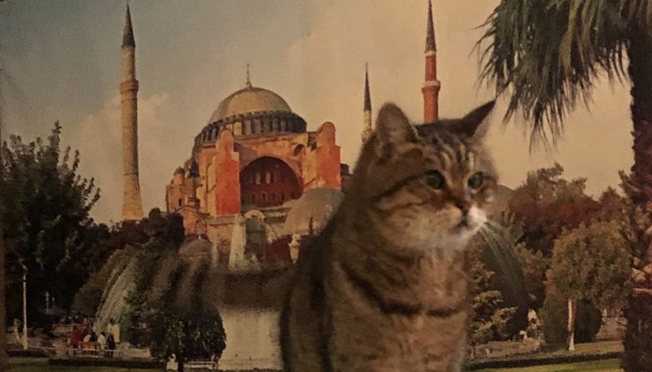 Гли - една от най-известните котки в Турция