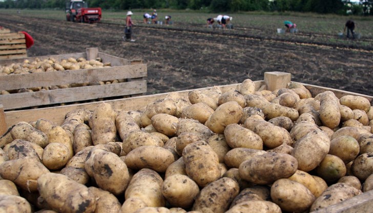 Тонове български картофи залежават в складовете на производителите, а има и много такива, които остават неизвадени в нивите