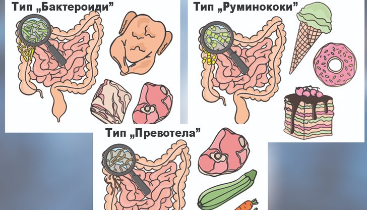 В зависимост от предпочитанията ни към храната, учените разглеждат 3 типа ентеротипа