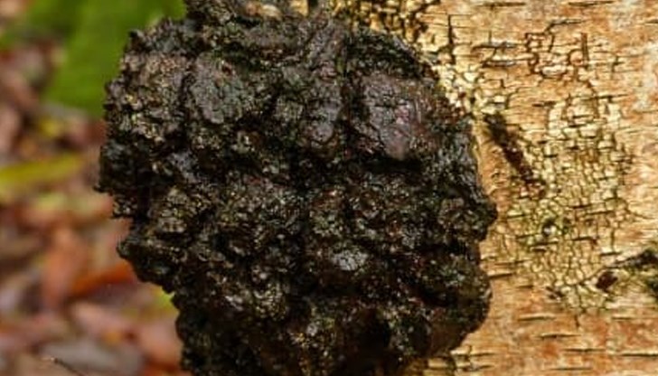 Учените посочват, че брезовата гъба чага може да се приема за предотвратяване на инфекция с коронавирус и други вируси, както и срещу рак