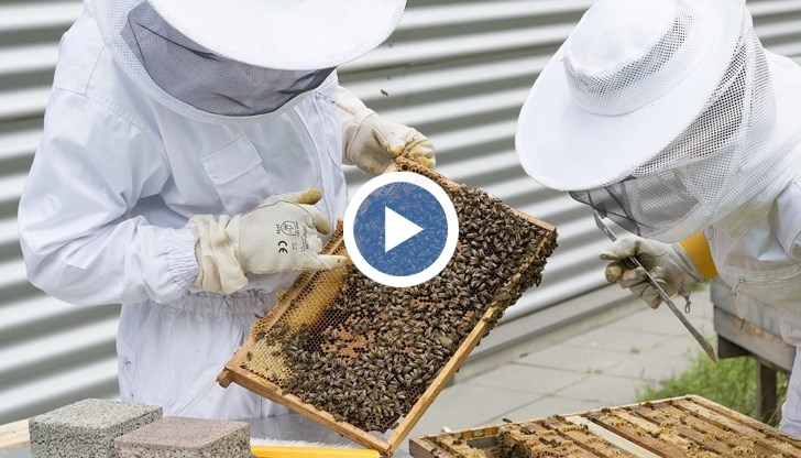 От 5000 пчелари в Ухан, откъдето заразата тръгна, нито един не се разболя. Пчеларите го обясняват с пчелната отрова