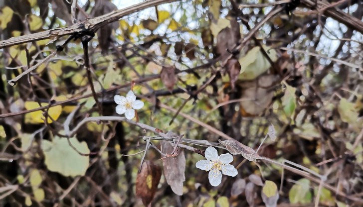 Старите хора се питат каква ли ще е зимата?