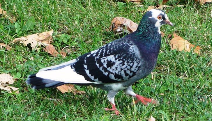 Считат, че вероятността да се срещнат със заразени е много по-малка