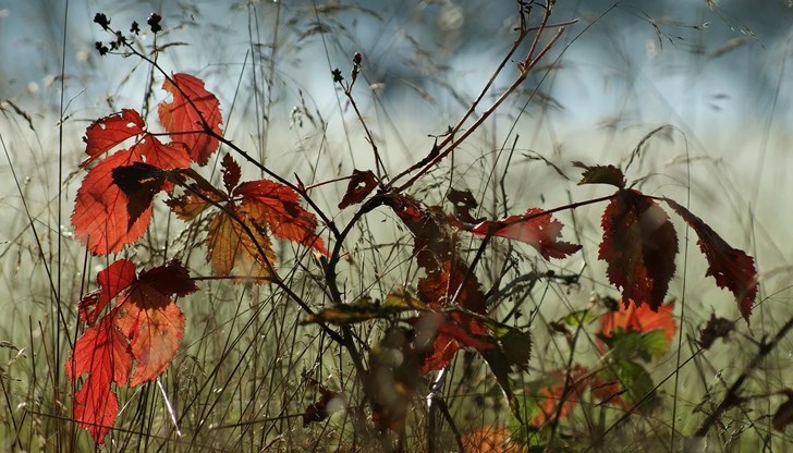Минималните температури, в повечето райони, ще бъдат между 2° и 7° Минималните температури, в повечето райони, ще бъдат между 2° и 7°