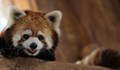 Зоопарк показа пред публика редки червени панди