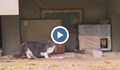 Русенци помагат на бездомни котки да оцелеят през зимата
