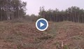Изсичат борова гора край Варна