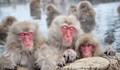 Тест с маймуни показа, че средиземноморска диета сваля стреса