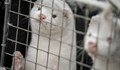 Защо служителите във ферми за норки ще бъдат ваксинирани преди пенсионерите у нас?