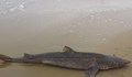 Морето изхвърли мъртва акула край Евксиноград