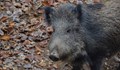 Дива свиня прати мъж в болница след атака в хола му