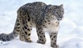 Снежни леопарди се заразиха с COVID-19 от човек
