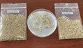 Китай експериментира със семена ориз, пребивавали на Луната