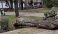 Голямо дърво падна върху пейка в Пловдив