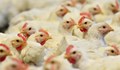 Предприемат мерки срещу птичи грип в Русе и региона