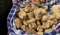 Италианци изкупуват българския трюфел