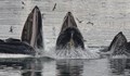 Стадо китове заседнаха край Йоркшир и загинаха