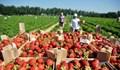 Великобритания увеличава 3 пъти квотите за селскостопански работници