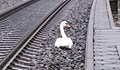 Опечален лебед спря железопътния трафик в Централна Германия
