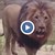 Четири лъва от зоопарк в Барселона са с Ковид-19