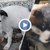 Жестокост в София: Кучета вият и се самоизяждат в боксониера