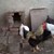 Забраняват на стопаните в Разградско да пускат домашните си птици извън двора