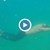 Датчанин преплува 202 метра под вода с едно поемане на въздух
