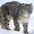Снежни леопарди се заразиха с COVID-19 от човек
