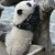 Бебе гигантска панда направи медиен дебют в Тайван