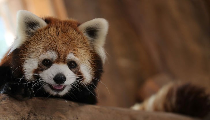 Червените панди са сериозно застрашени в природата