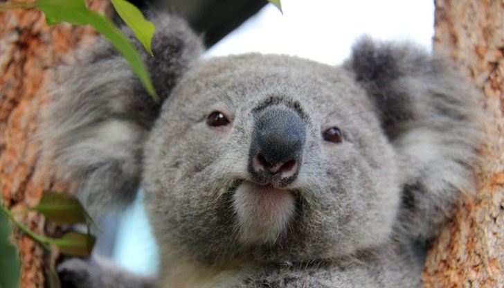 Феята на елхата изненадала стопанката на дома