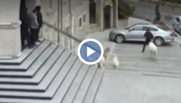 Необичайната история беше заснета от охранителни камери в центъра на Невшехир