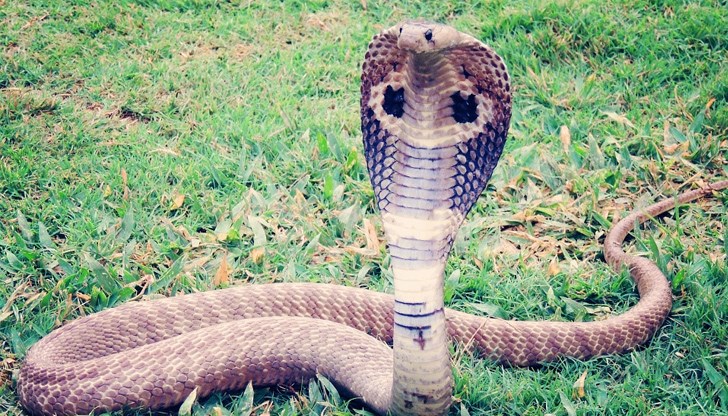 Всяка година хиляди хора по света умират от змийски ухапвания Всяка година хиляди хора по света умират от змийски ухапвания