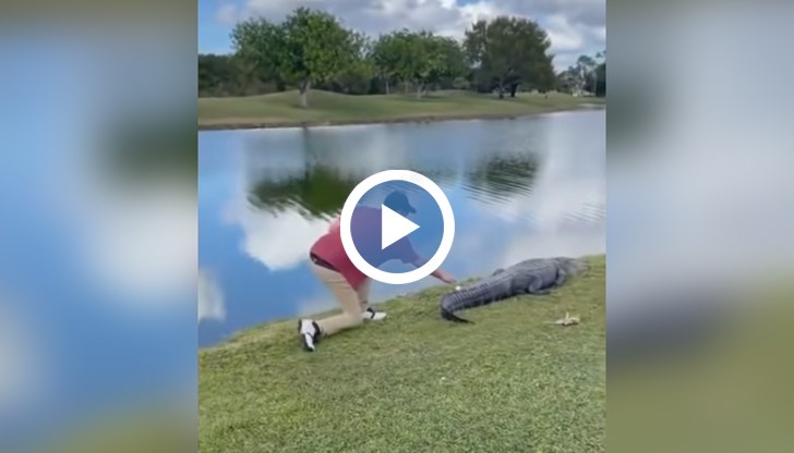 Голфър от щата Флорида безстрашно си взе топчето за голф, което попадна на едно много опасно място