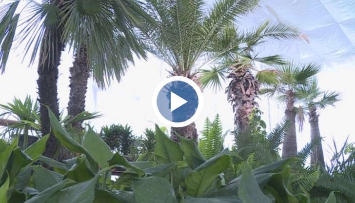 Това ни разкри ландшафтния архитект Марин Койнов