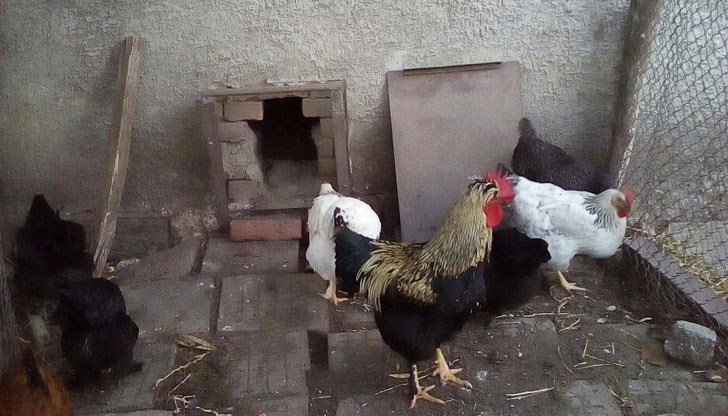 Ограничението е част от превантивните мерки срещу птичия грип Ограничението е част от превантивните мерки срещу птичия грип