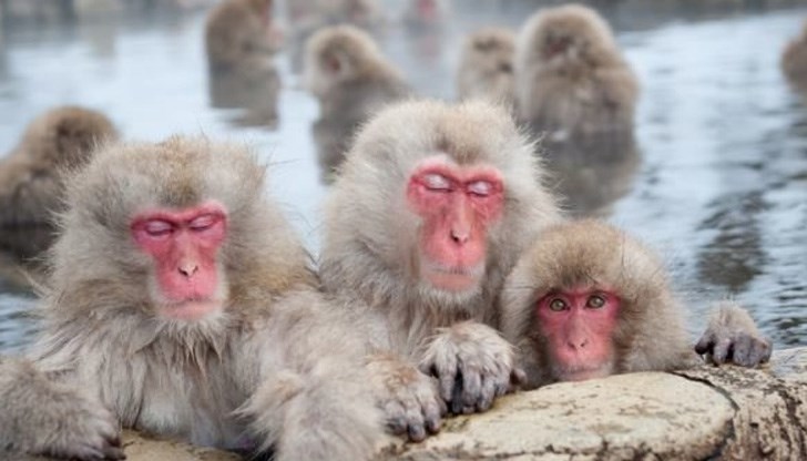 Макаци, поставени на тази диета, произвеждали по-малко кортизол - хормонът на стреса Макаци, поставени на тази диета, произвеждали по-малко кортизол - хормонът на стреса